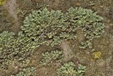 Phaeophyscia hirsuta image