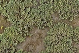 Phaeophyscia hirsuta image
