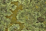Phaeophyscia hirsuta image