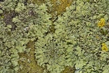 Phaeophyscia hirsuta image