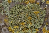 Phaeophyscia hirsuta image