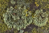 Phaeophyscia hirsuta image