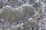 Arctoparmelia centrifuga image