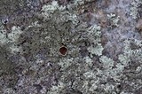 Arctoparmelia centrifuga image
