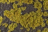 Xanthoria weberi image