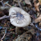 Hygrophorus olivaceoalbus image