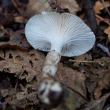 Hygrophorus olivaceoalbus image