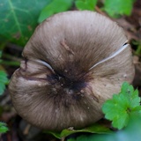 Hygrophorus olivaceoalbus image