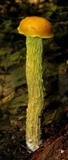 Heimioporus betula image