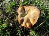 Clitocybe brunneocephala image