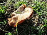 Clitocybe brunneocephala image