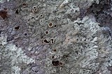 Arctoparmelia centrifuga image