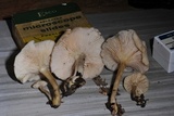 Clitocybe salmonilamella image