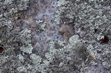 Arctoparmelia centrifuga image