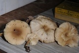 Clitocybe salmonilamella image