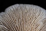 Clitocybe salmonilamella image