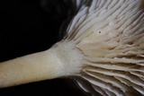 Clitocybe salmonilamella image