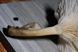 Clitocybe salmonilamella image