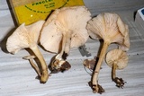 Clitocybe salmonilamella image