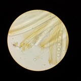 Smardaea planchonis image