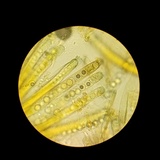 Smardaea planchonis image