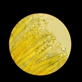 Smardaea planchonis image