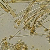 Smardaea planchonis image
