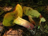 Boletus sensibilis image