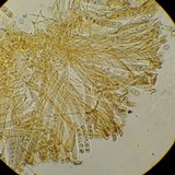 Smardaea planchonis image