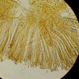 Smardaea planchonis image