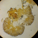 Smardaea planchonis image