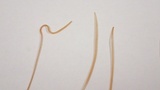 Macrotyphula juncea image