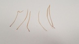 Macrotyphula juncea image