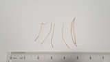Macrotyphula juncea image