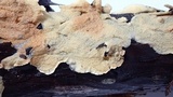 Phlebia radiata image