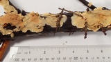 Phlebia radiata image