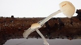 Roridomyces roridus image