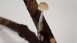 Roridomyces roridus image