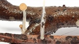 Roridomyces roridus image
