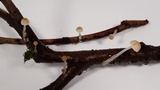 Roridomyces roridus image