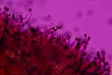 Psathyrella delineata image