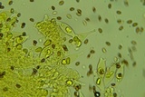 Psathyrella delineata image