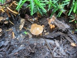 Psilocybe phyllogena image