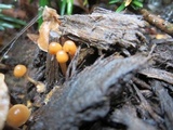 Psilocybe phyllogena image