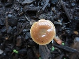Psilocybe phyllogena image