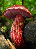 Boletus frostii image