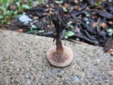 Psilocybe phyllogena image