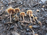 Psilocybe phyllogena image