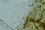 Psilocybe phyllogena image