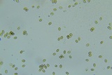 Psilocybe phyllogena image